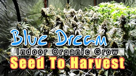 cali green|GROWING BLUE DREAM! seed to harvest documentary